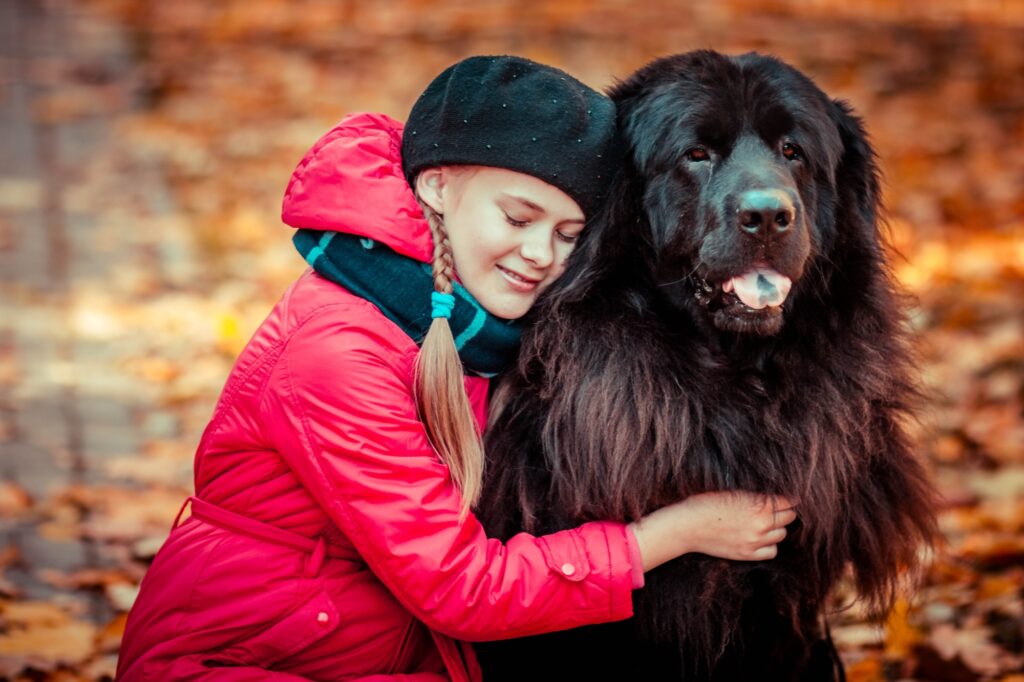 girl with a big dog. Love of a girl and a dog. Tibetan Mastiff and girl. Girl with a big dog in the