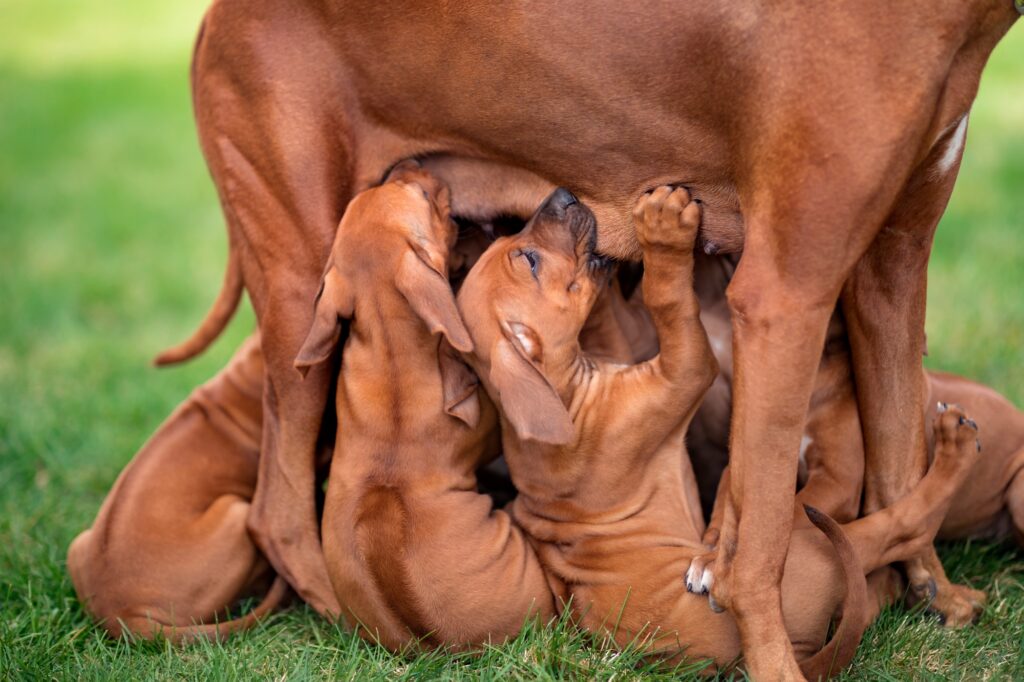 Rhodesian ridgeback puppies